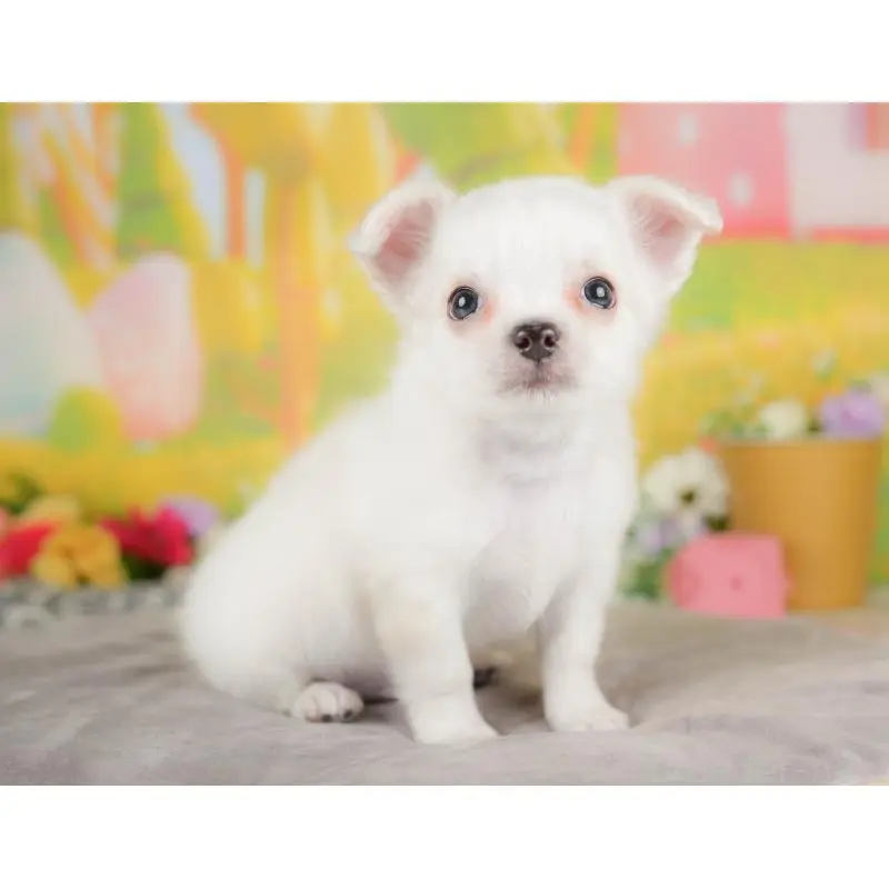 販売中の埼玉県のチワワ(ロングコート)-422771の7枚目