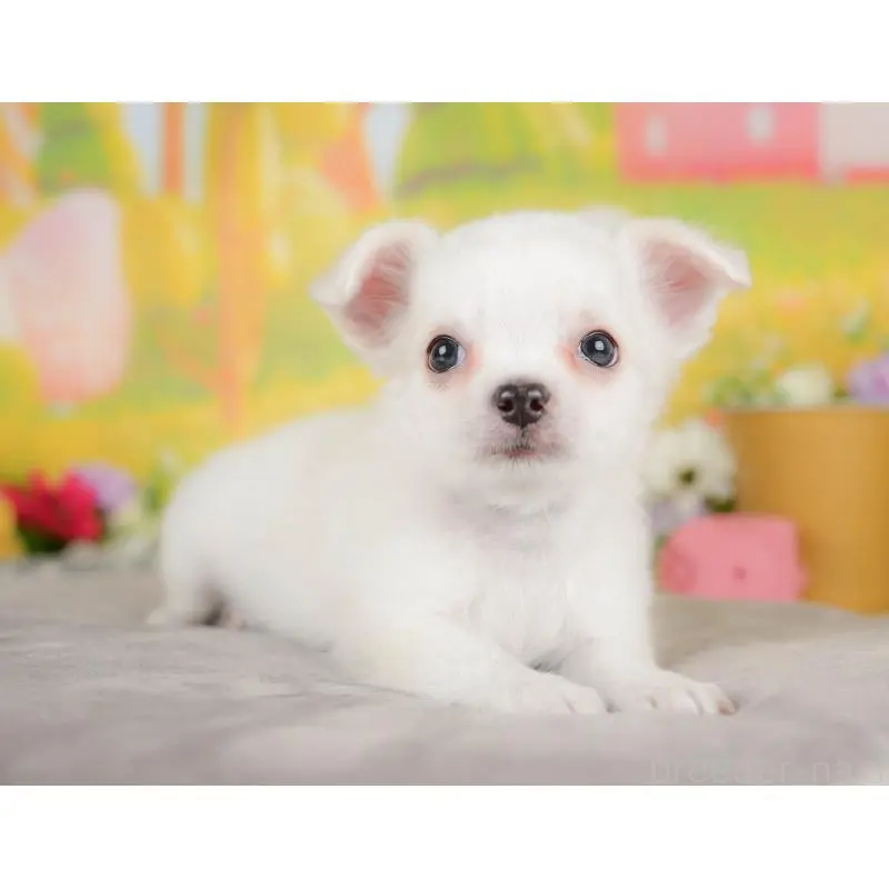 販売中の埼玉県のチワワ(ロングコート)-422771の6枚目