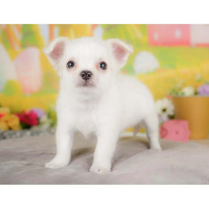 販売中の埼玉県のチワワ(ロングコート)-422771の5枚目