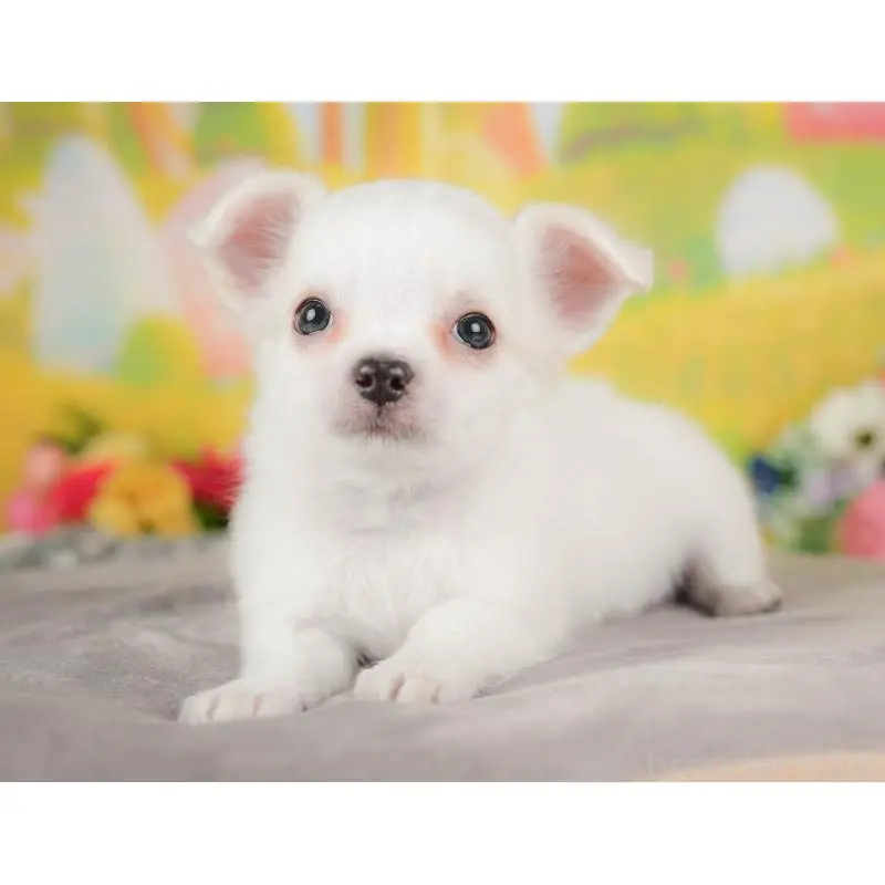 販売中の埼玉県のチワワ(ロングコート)-422771の4枚目