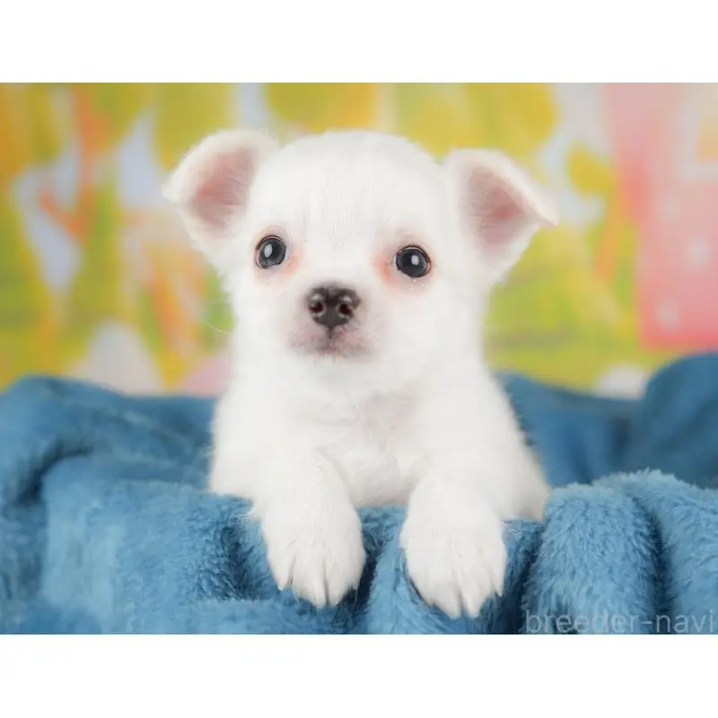 販売中の埼玉県のチワワ(ロングコート)-422771の3枚目