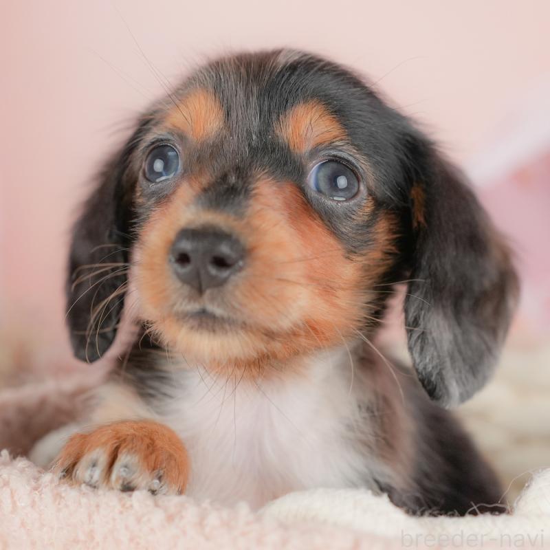 販売中の埼玉県のミニチュアダックスフンド(ロングヘアード)-422769の1枚目