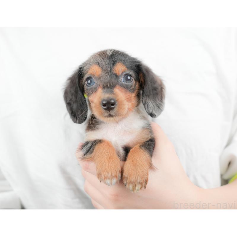 販売中の埼玉県のミニチュアダックスフンド(ロングヘアード)-422769の11枚目