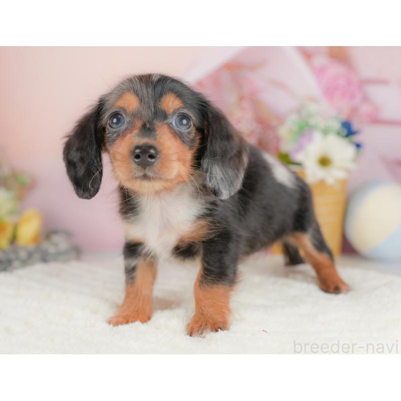 販売中の埼玉県のミニチュアダックスフンド(ロングヘアード)-422769の5枚目