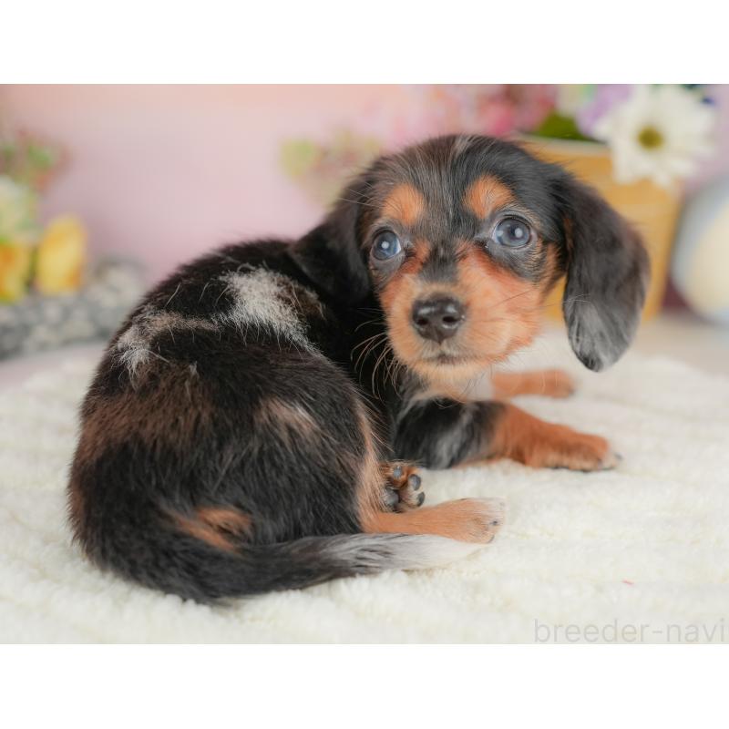 販売中の埼玉県のミニチュアダックスフンド(ロングヘアード)-422769の4枚目