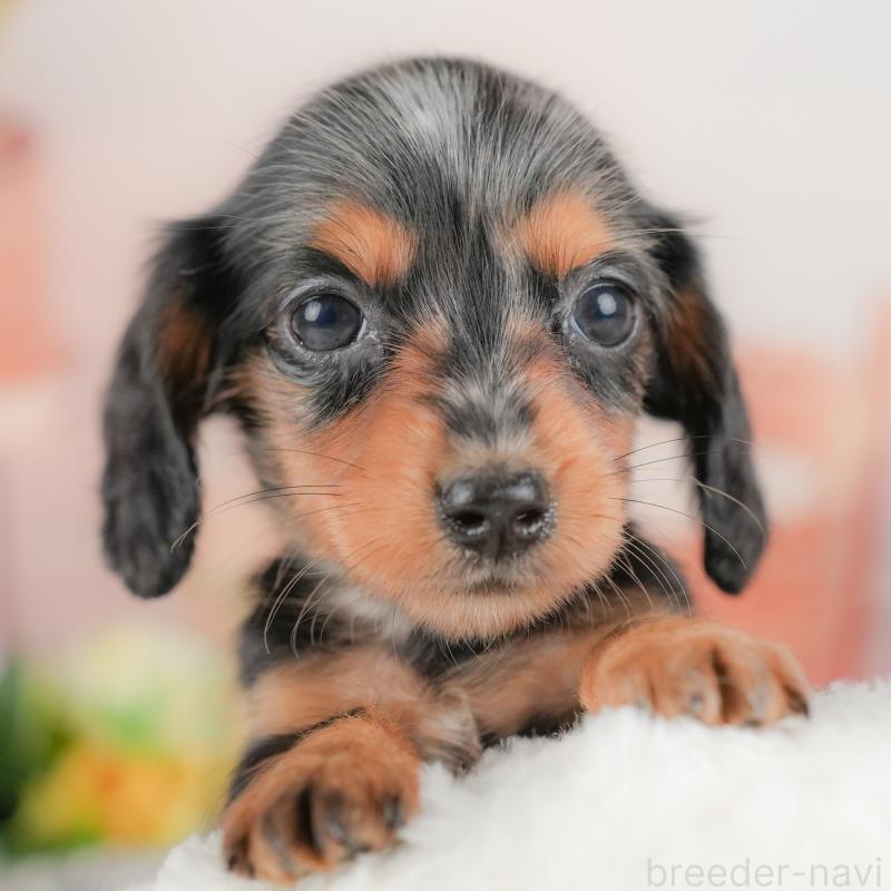 販売中の埼玉県のミニチュアダックスフンド(ロングヘアード)-422768の1枚目