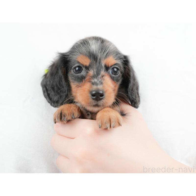 販売中の埼玉県のミニチュアダックスフンド(ロングヘアード)-422768の10枚目