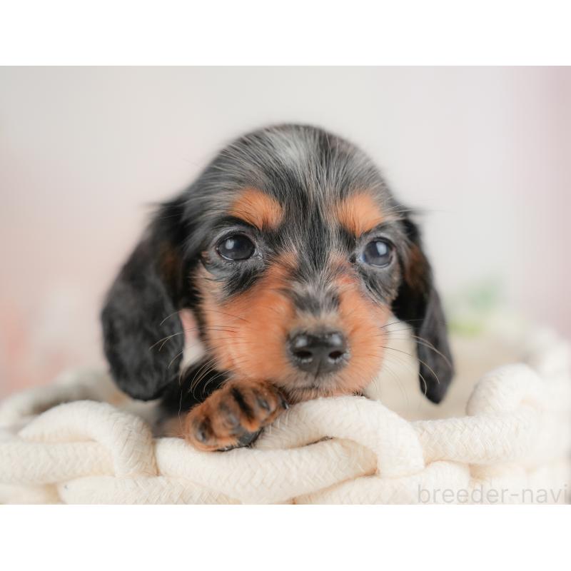 販売中の埼玉県のミニチュアダックスフンド(ロングヘアード)-422768の9枚目