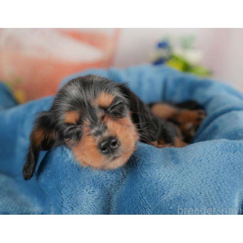 販売中の埼玉県のミニチュアダックスフンド(ロングヘアード)-422768の7枚目