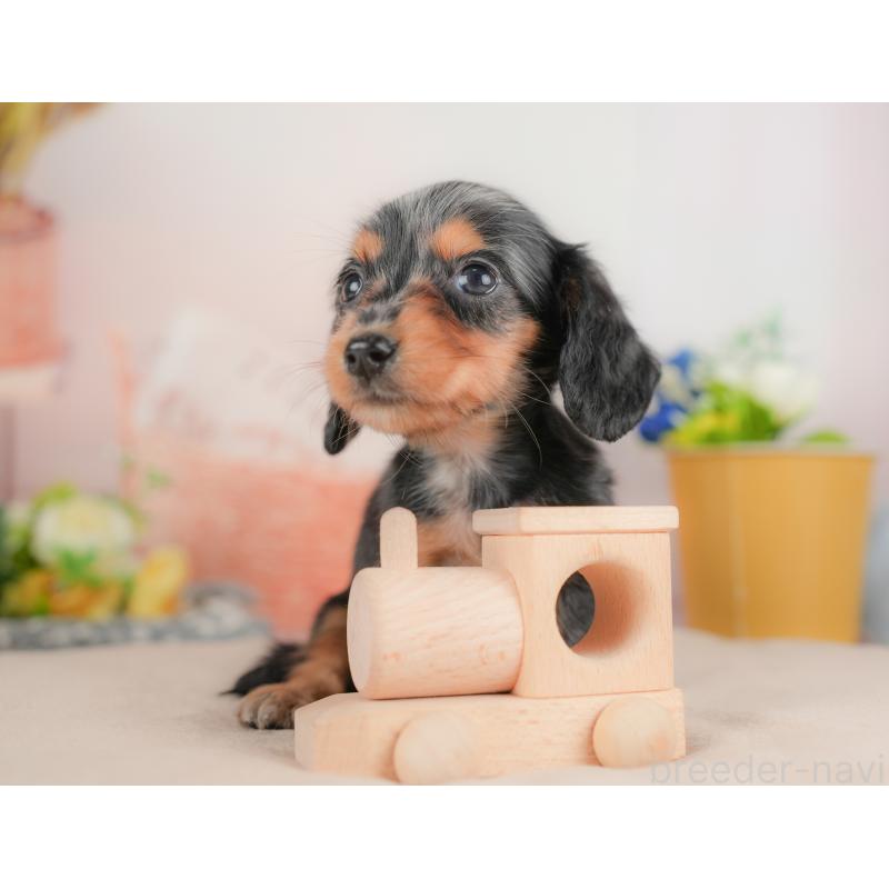 販売中の埼玉県のミニチュアダックスフンド(ロングヘアード)-422768の6枚目