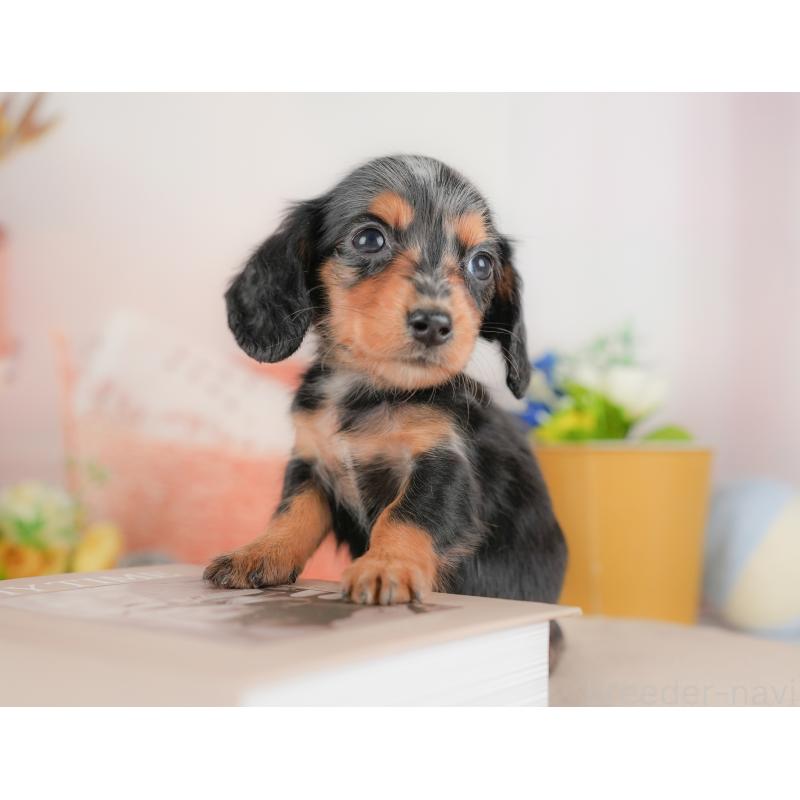 販売中の埼玉県のミニチュアダックスフンド(ロングヘアード)-422768の5枚目