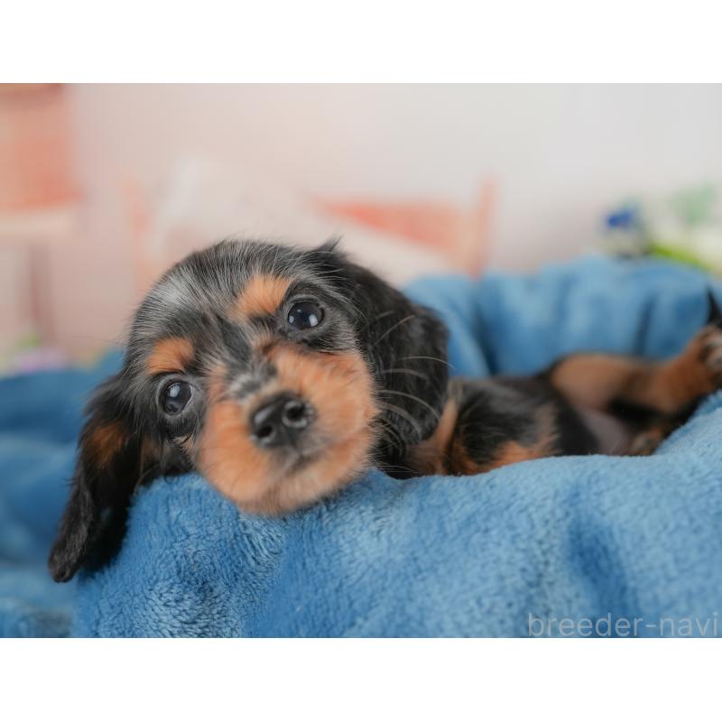 販売中の埼玉県のミニチュアダックスフンド(ロングヘアード)-422768の4枚目