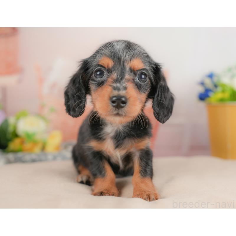 販売中の埼玉県のミニチュアダックスフンド(ロングヘアード)-422768の3枚目