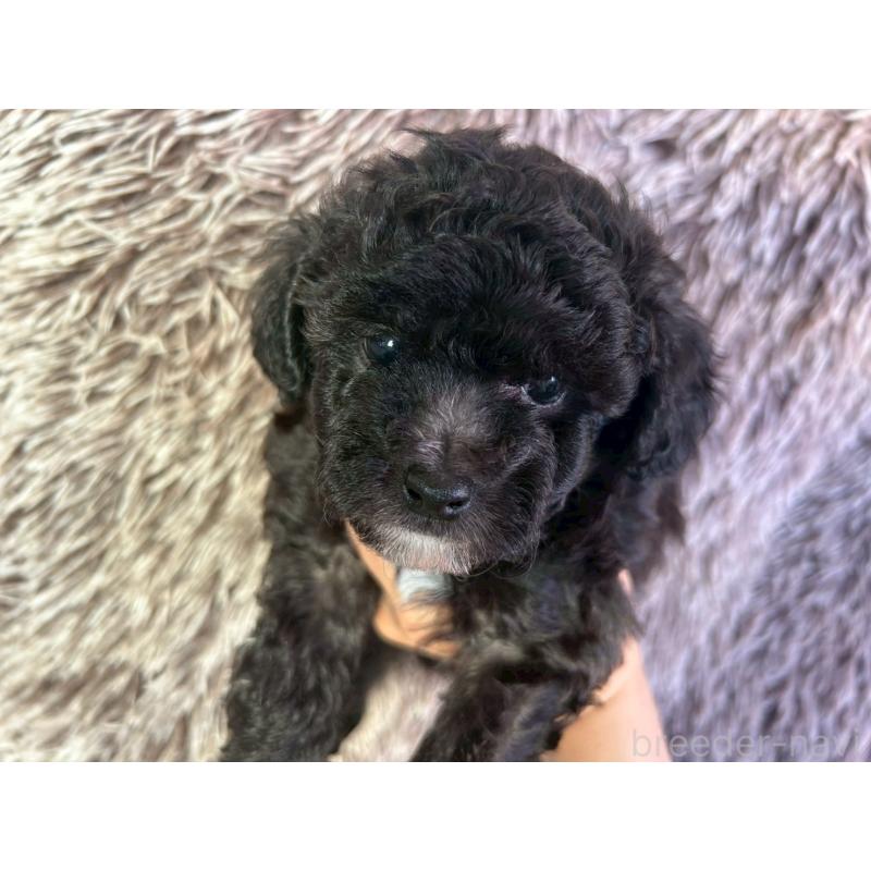 販売中の大阪府のトイプードル-422663の2枚目