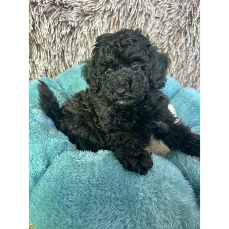 販売中の大阪府のトイプードル-422665の2枚目