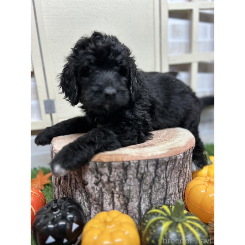 成約済の北海道のバーニードゥードル:バーニーズ×スタンダードプードル-415008の6枚目