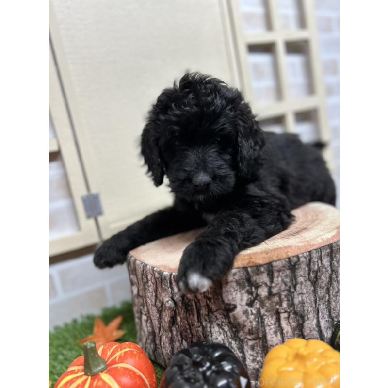 成約済の北海道のバーニードゥードル:バーニーズ×スタンダードプードル-415008の5枚目