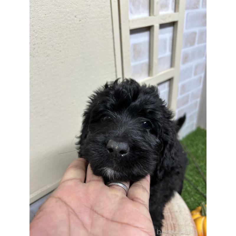 成約済の北海道のバーニードゥードル:バーニーズ×スタンダードプードル-415008の4枚目