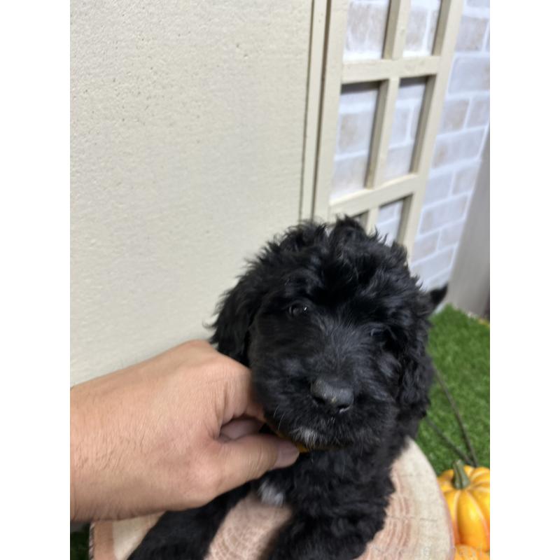 成約済の北海道のバーニードゥードル:バーニーズ×スタンダードプードル-415008の3枚目