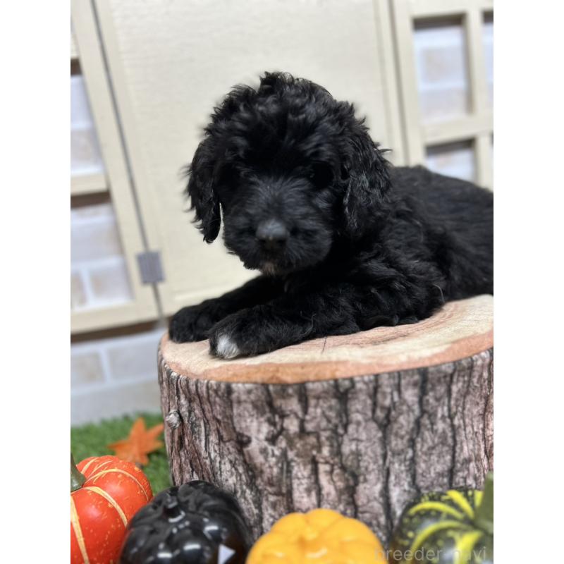 成約済の北海道のバーニードゥードル:バーニーズ×スタンダードプードル-415008の2枚目