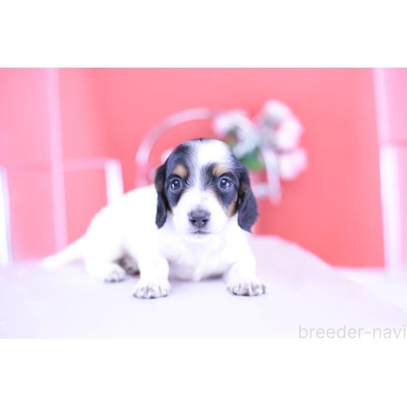 販売中の愛知県のミニチュアダックスフンド(ロングヘアード)-422670の14枚目