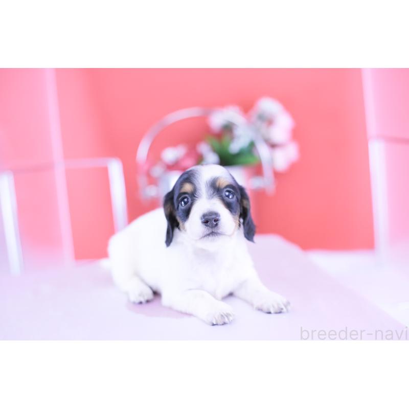 販売中の愛知県のミニチュアダックスフンド(ロングヘアード)-422670の13枚目