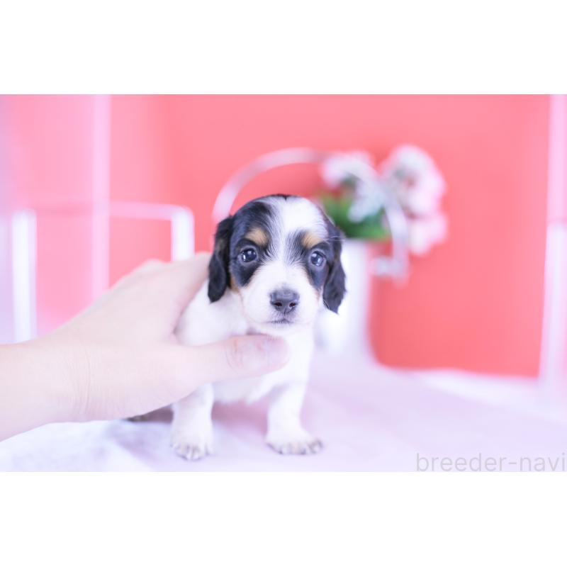 販売中の愛知県のミニチュアダックスフンド(ロングヘアード)-422670の12枚目