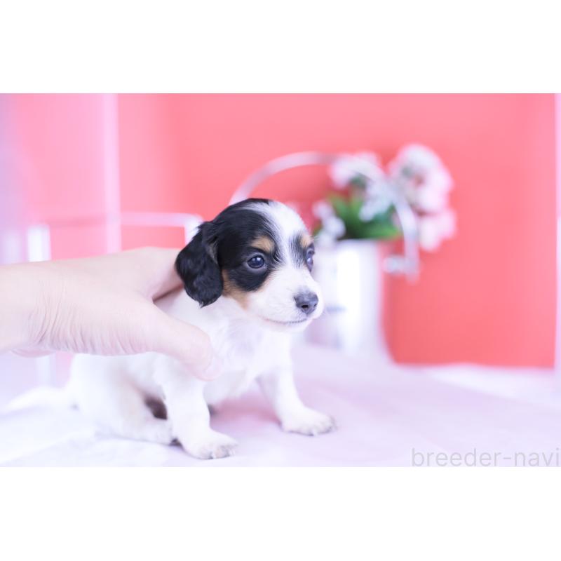 販売中の愛知県のミニチュアダックスフンド(ロングヘアード)-422670の11枚目