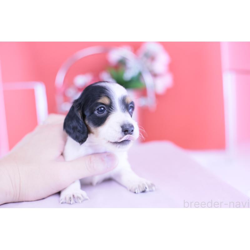 販売中の愛知県のミニチュアダックスフンド(ロングヘアード)-422670の7枚目