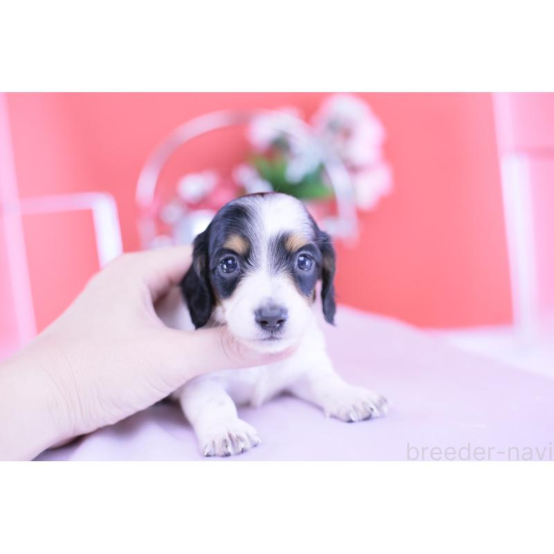 販売中の愛知県のミニチュアダックスフンド(ロングヘアード)-422670の6枚目