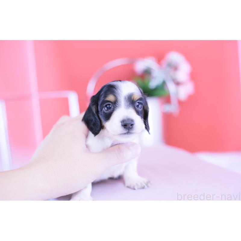 販売中の愛知県のミニチュアダックスフンド(ロングヘアード)-422670の5枚目