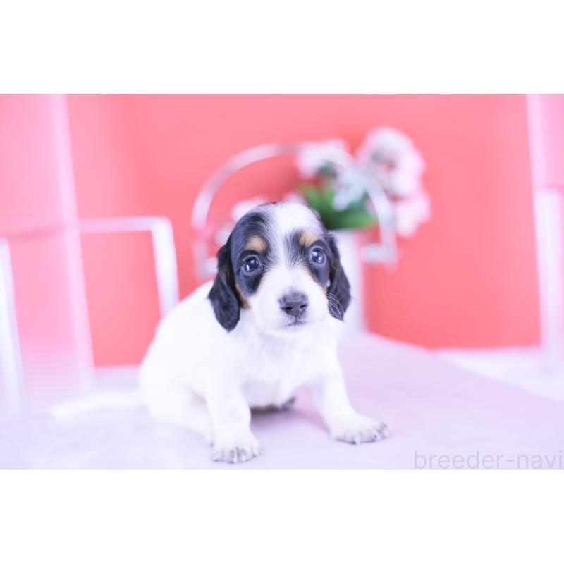 販売中の愛知県のミニチュアダックスフンド(ロングヘアード)-422670の4枚目