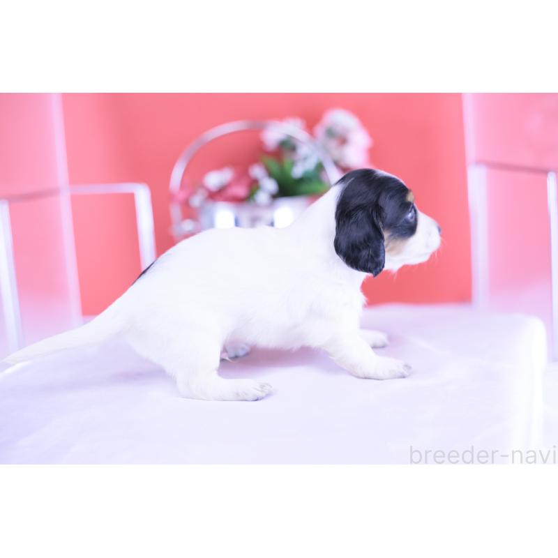 販売中の愛知県のミニチュアダックスフンド(ロングヘアード)-422670の3枚目