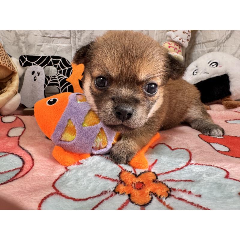 販売中ののミックス犬-419754