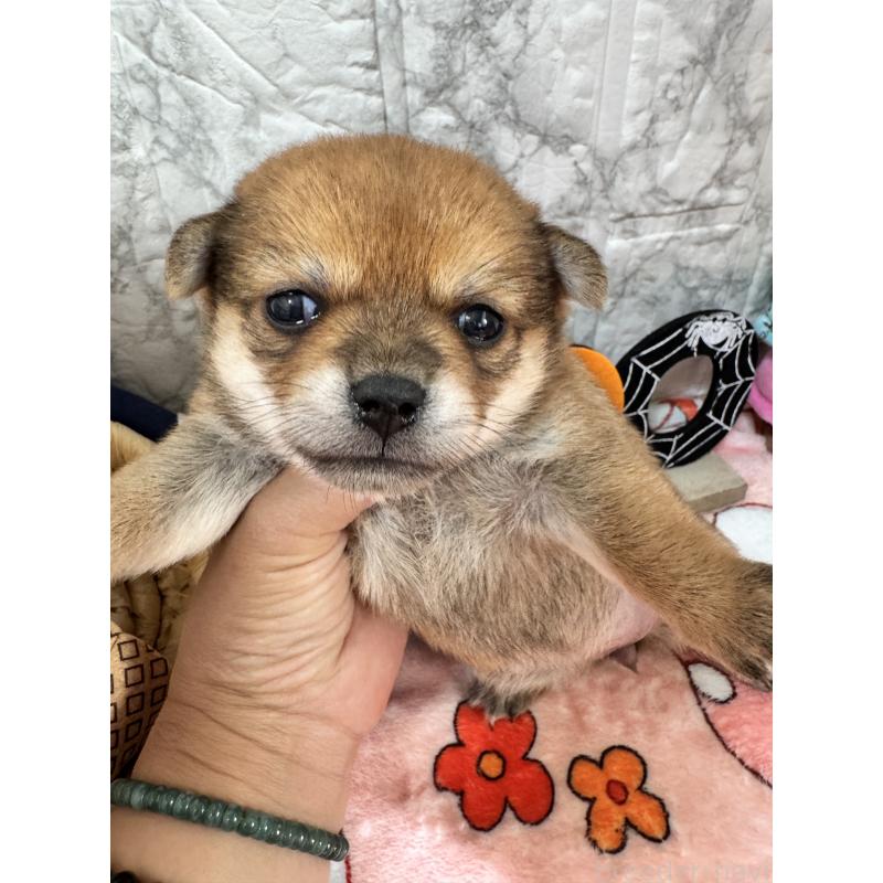 販売中の茨城県のミックス犬-422671の1枚目