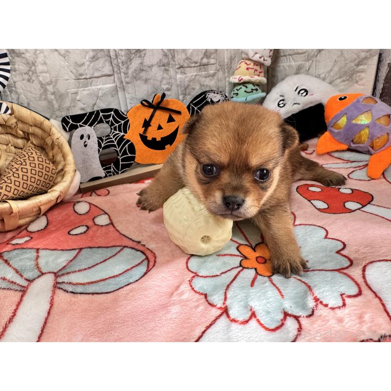 販売中の茨城県のミックス犬-422673の3枚目