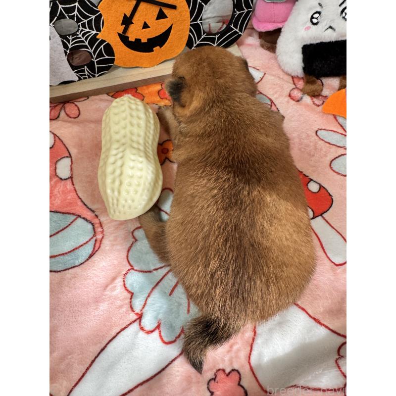 販売中の茨城県のミックス犬-422673の2枚目