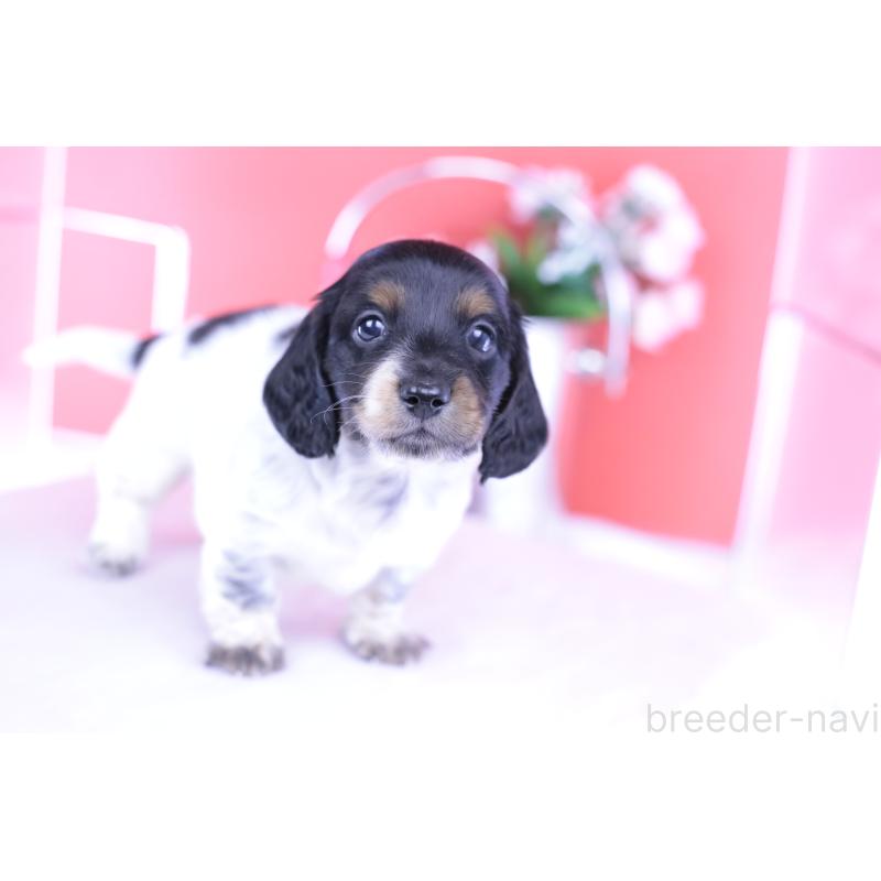 販売中の愛知県のミニチュアダックスフンド(ロングヘアード)-422676の14枚目