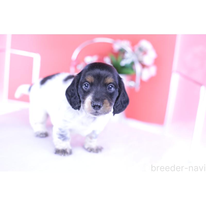 販売中の愛知県のミニチュアダックスフンド(ロングヘアード)-422676の13枚目