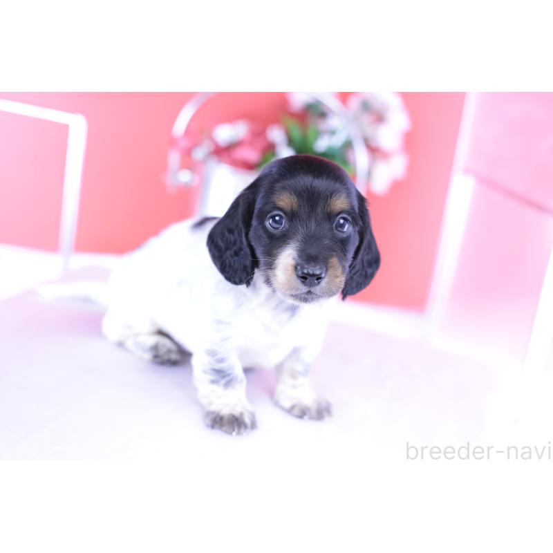 販売中の愛知県のミニチュアダックスフンド(ロングヘアード)-422676の12枚目