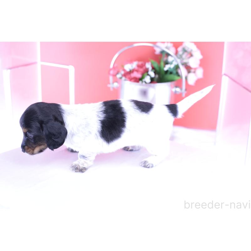 販売中の愛知県のミニチュアダックスフンド(ロングヘアード)-422676の11枚目