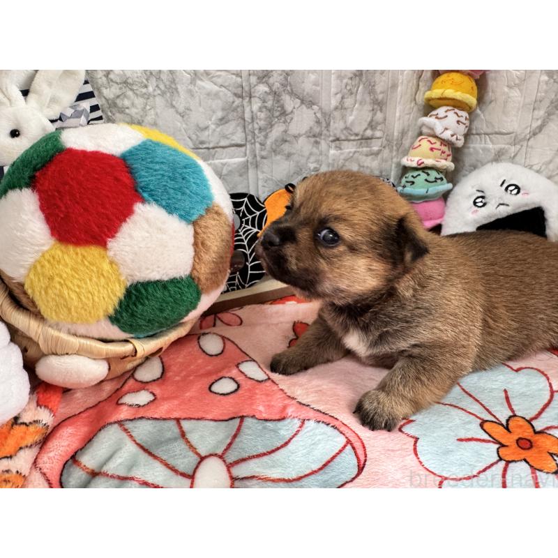 販売中の茨城県のミックス犬-422675の3枚目