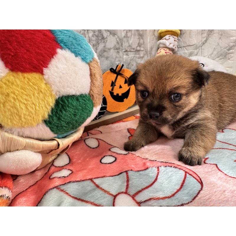 販売中の茨城県のミックス犬-422675