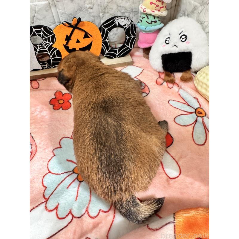 販売中の茨城県のミックス犬-422675の2枚目