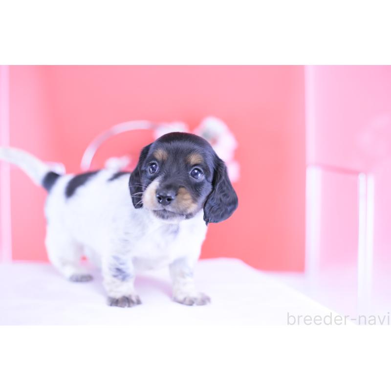 販売中の愛知県のミニチュアダックスフンド(ロングヘアード)-422676の6枚目