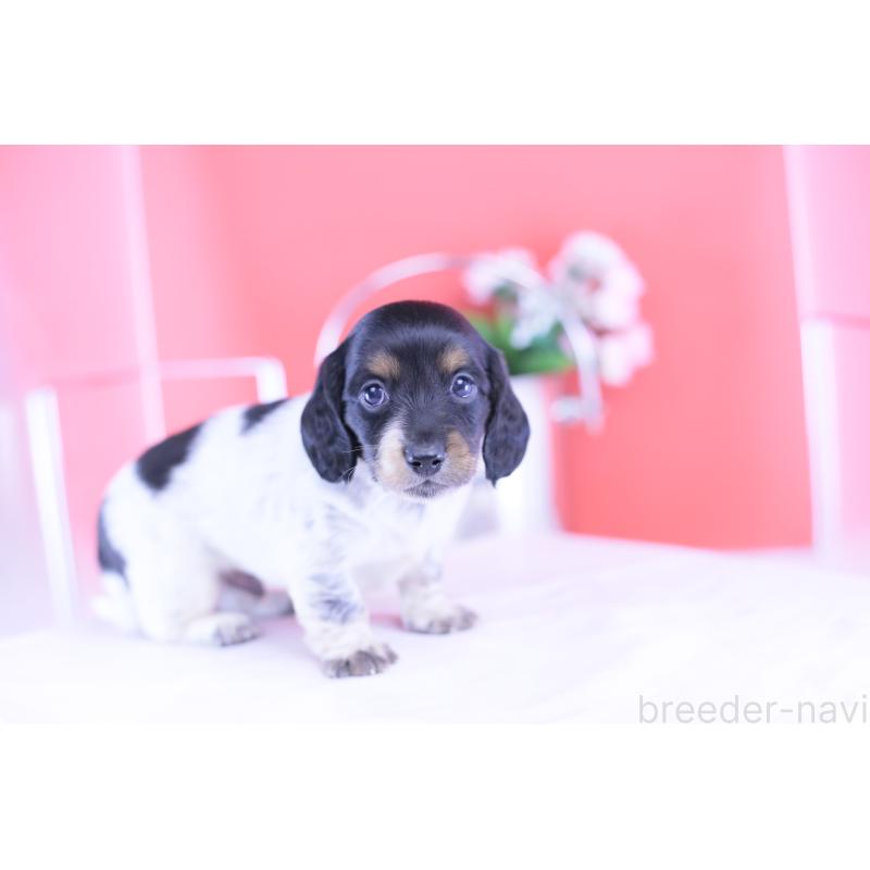 販売中の愛知県のミニチュアダックスフンド(ロングヘアード)-422676の3枚目