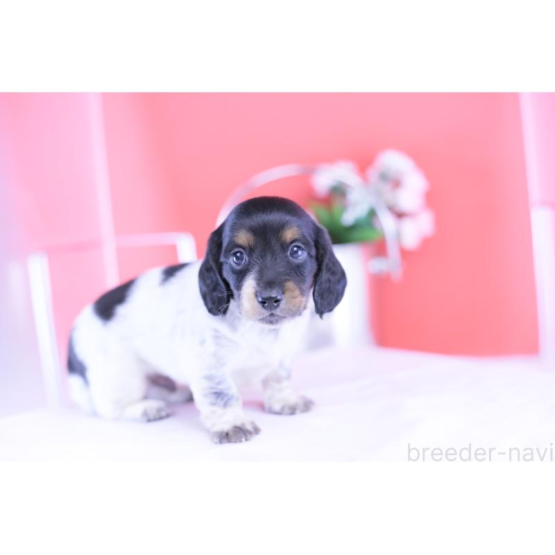 販売中の愛知県のミニチュアダックスフンド(ロングヘアード)-422676の2枚目