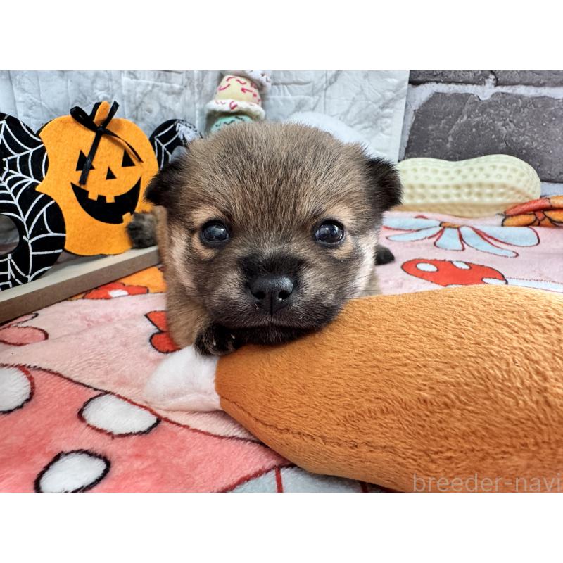 販売中の茨城県のミックス犬-422677の4枚目