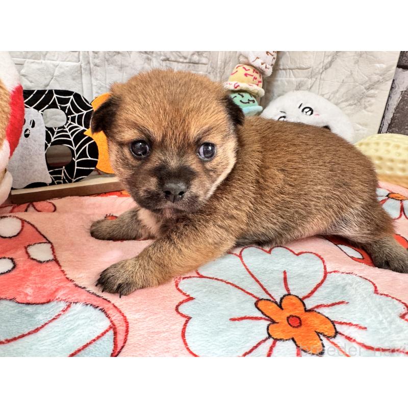 販売中の茨城県のミックス犬-422677の3枚目