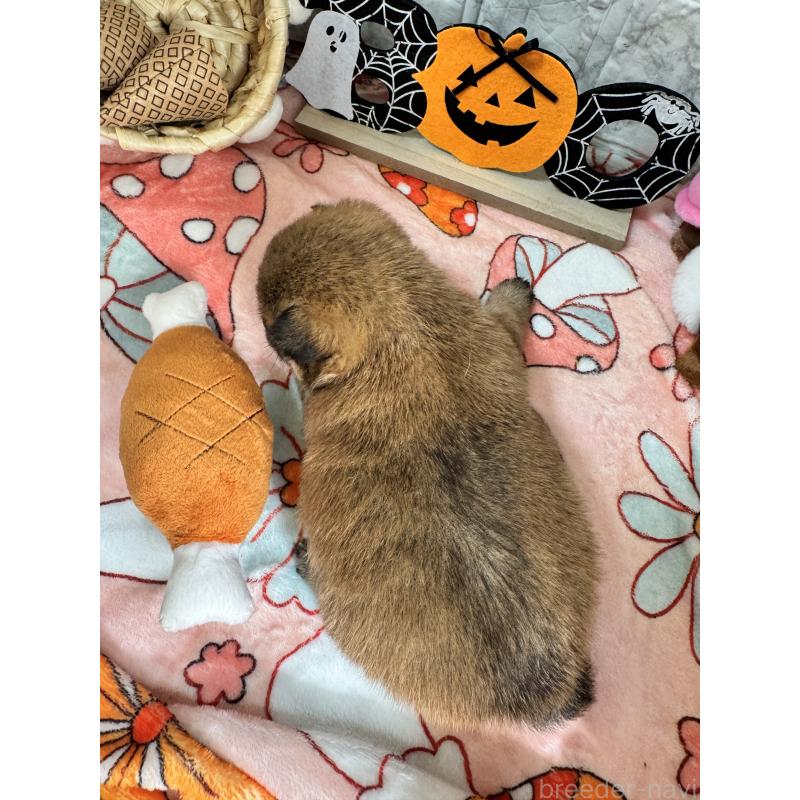 販売中の茨城県のミックス犬-422677の2枚目